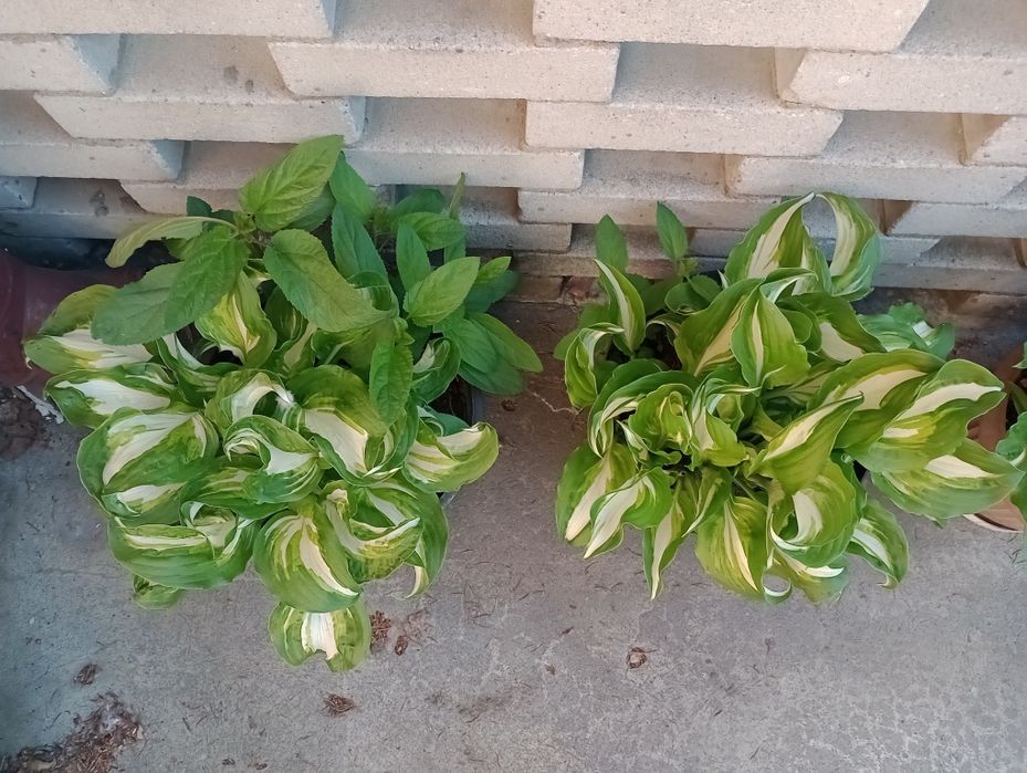 Funkia Hosta wieloletnia