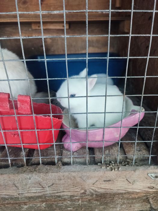 декоративные крольчата