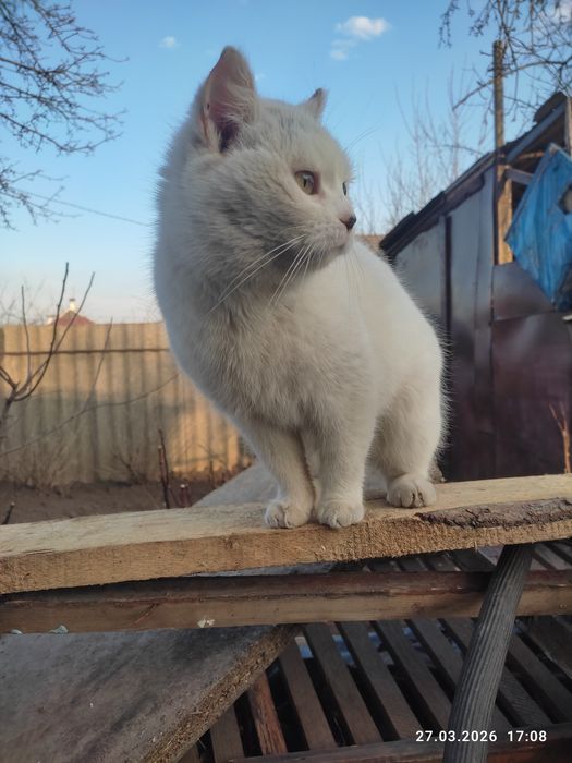 Безкоштовно кішечка