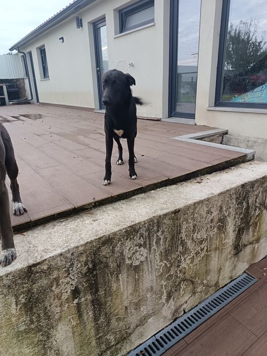 Cadelas para adoção responsável