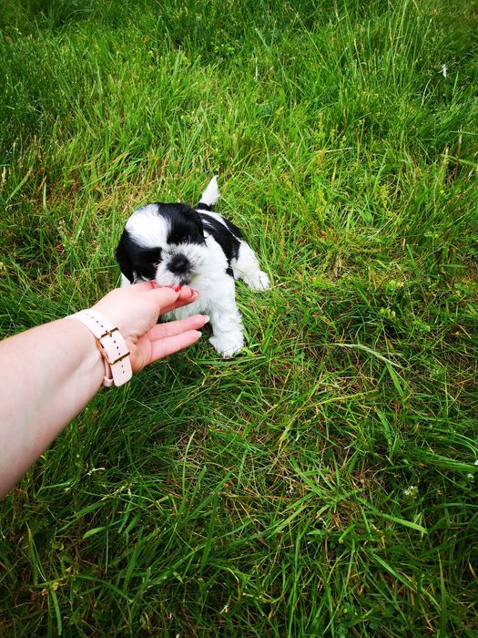 Mini SHIH TZU biało czarna Rodowód wyprawka biało czarny