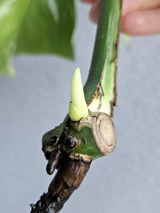 Monstera Jungle Mint naturalny pędówka ukorzeniona