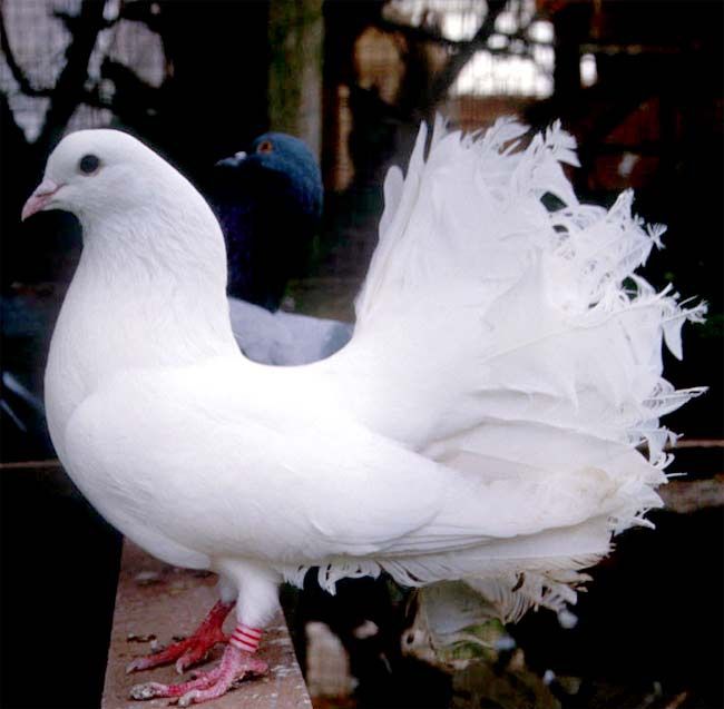 Gołębie ozdobne pawik