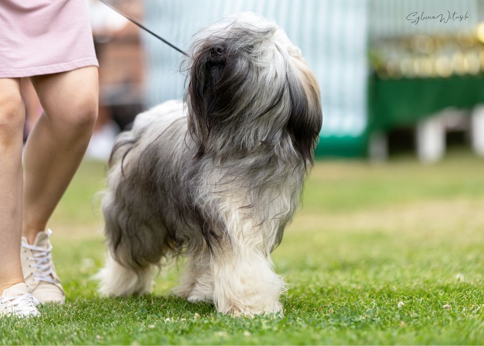 ARLO Terier Tybetański szczenię
