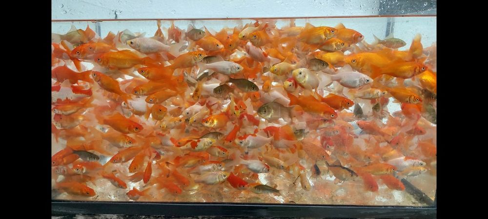 Peixe Goldfish Cometa várias cores