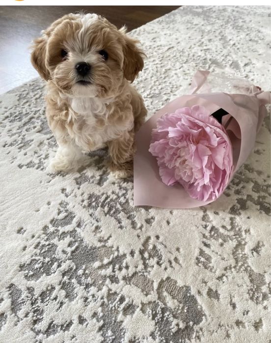 Мальтипу шикарні цуцики