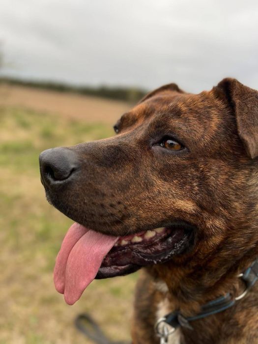 pies do adopcji za darmo