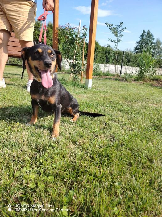 Myszka, 9 kg słodyczy  do kochania