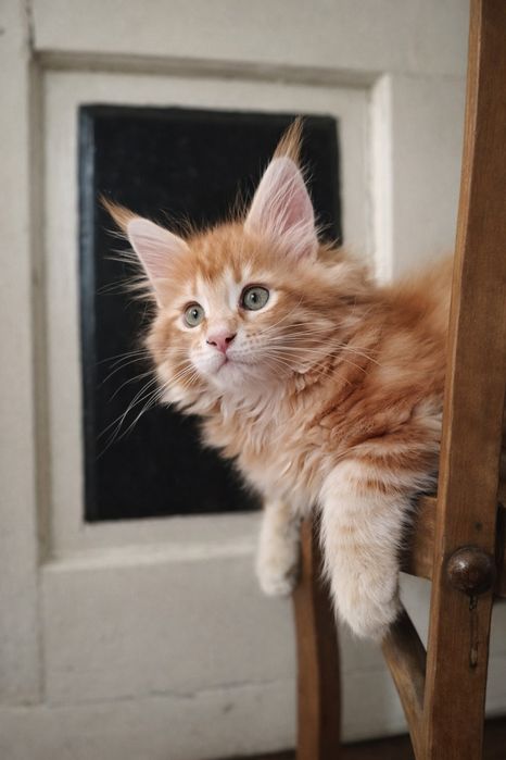 Руді кошенята мейн-кун (Red Tabby) — 3 міс., готові до переїзду