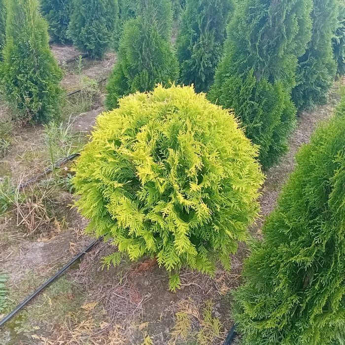 Tuja kórnik szmaragd braband blue arrov globosa swierk  jodła