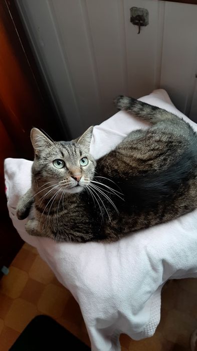 Кастрований молоденький котик в добрі ручки