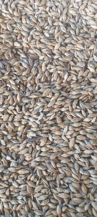 Jęczmień jary browarny LAUREATE . owies RAMBO po centrali