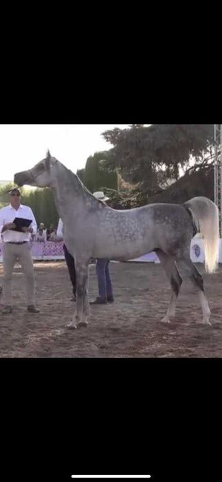 Poldro puro sangue árabe