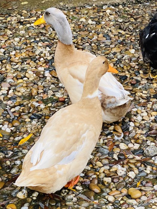 Patos / canard orpington.