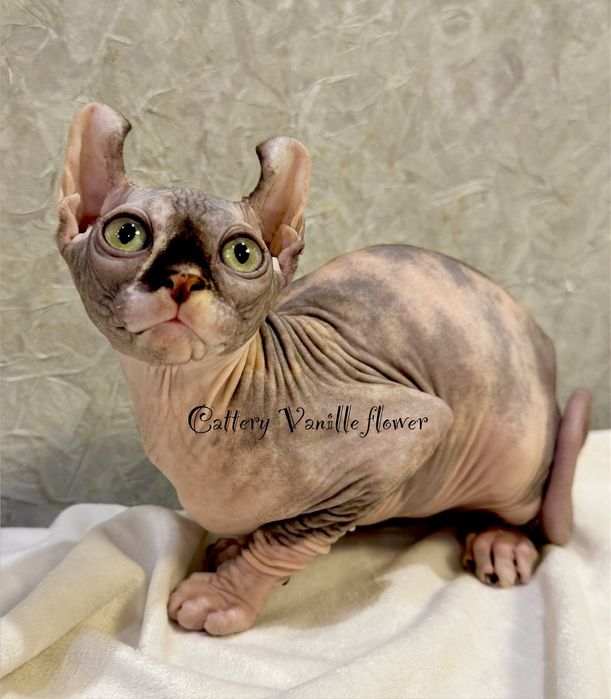 девочка эльф (3 месяца)