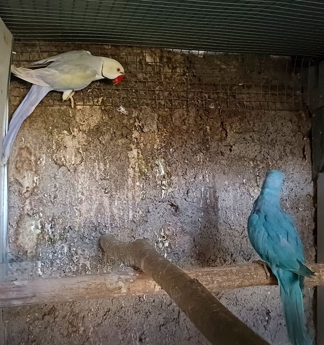 Ultimos casais  ring necks