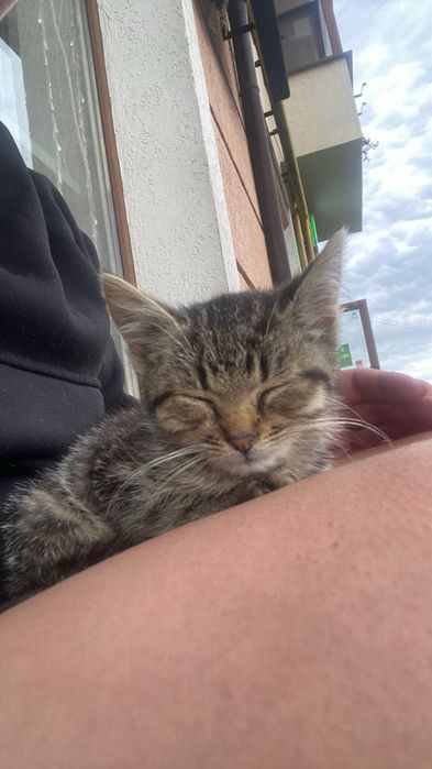 Шукаю люблячу родину для кошеняти