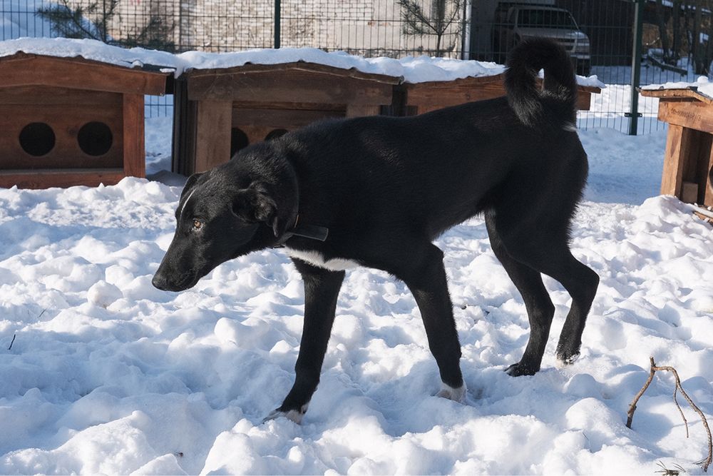 Віддам собачку безкоштовно