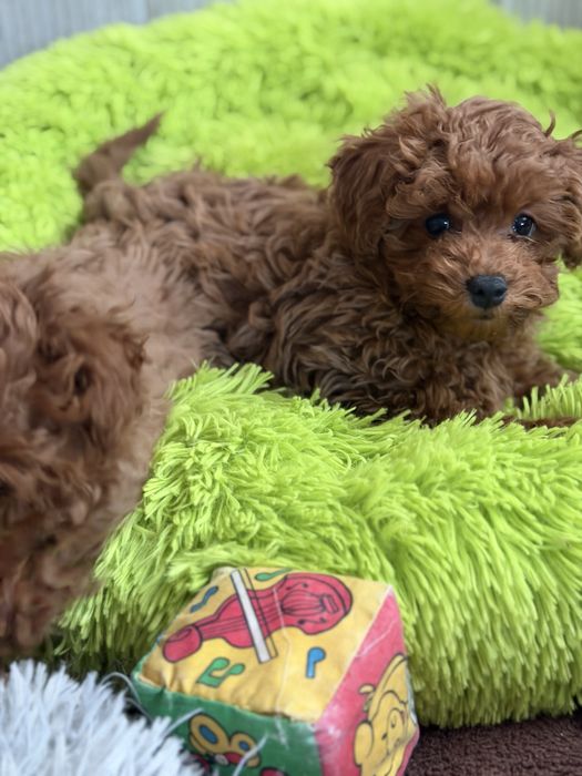 Pudel Toy śliczny piesek do rezerwacji