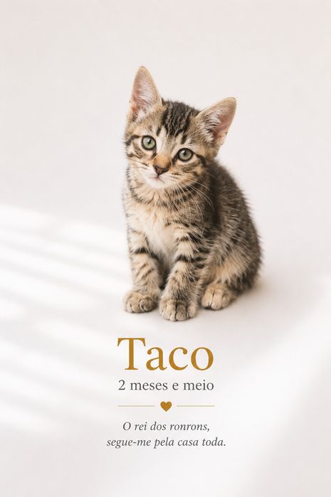 Gatinhos bebés para adoção