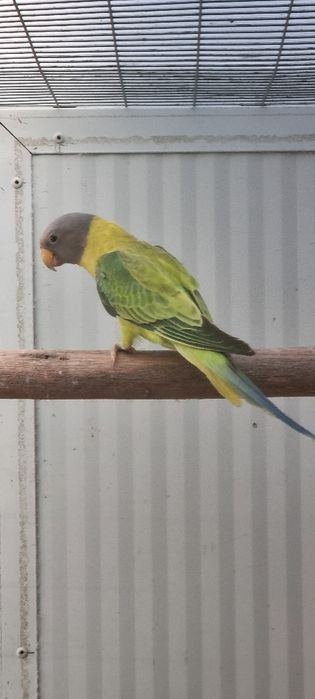 Cabeça de Ameixa Opalina/Diluido//Pastel 25