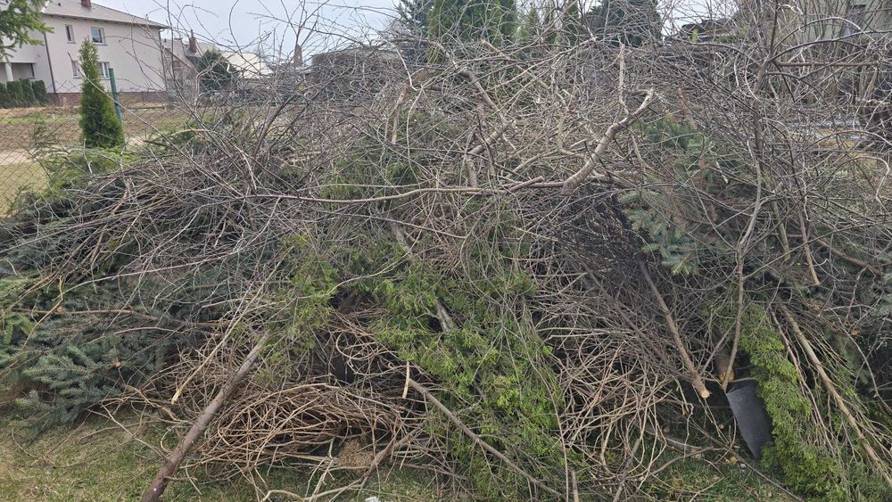 Oddam za darmo gałęzie