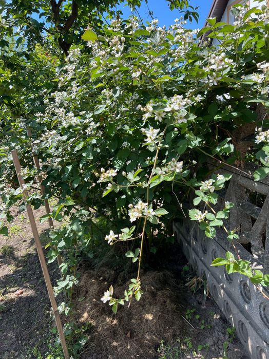 Jeżyna bezkolcowa Black satin