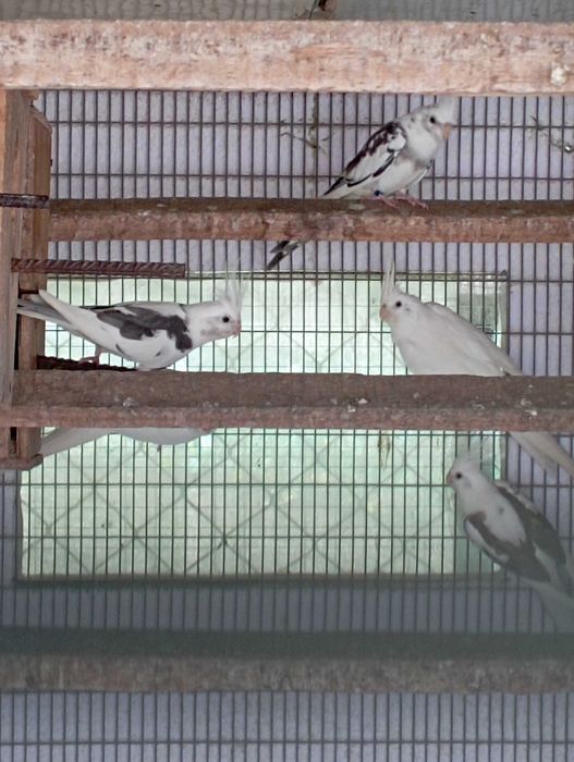 Casal de caturras prontas a criar