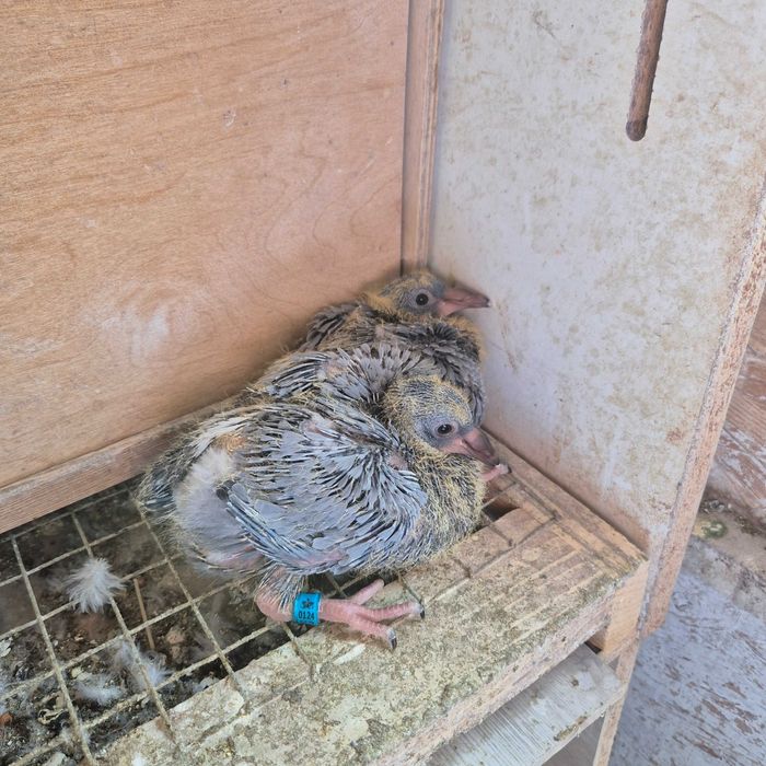 Mlode golebie  pocztowe