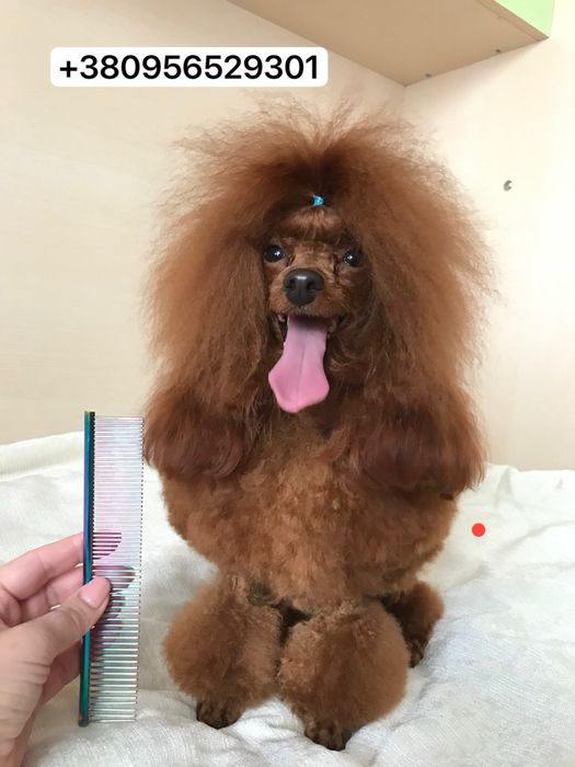 Той пудель для вязки