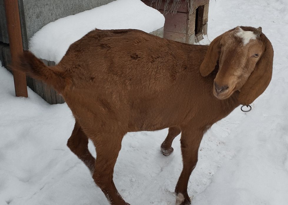 Продається коза, первістка, англо-нубійської породи