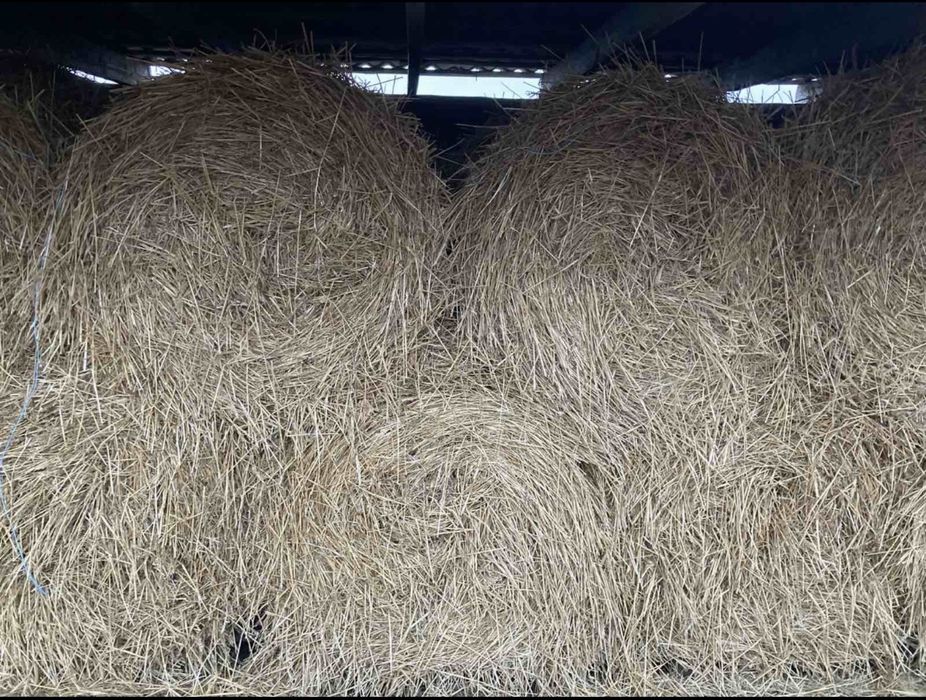 продам солому пшениці