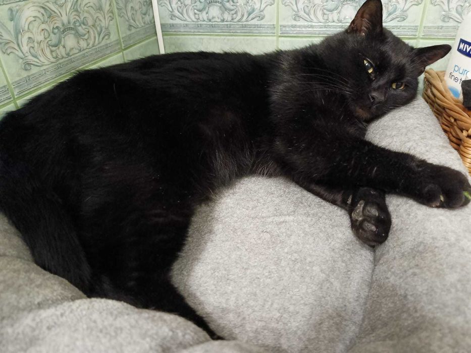 < 3  Gucio – kot, który patrzy w serce  < 3