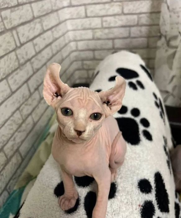 Канадский сфинкс котята