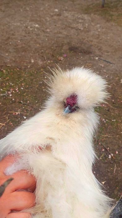 Китайський пуховий шовковий півник