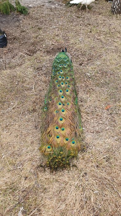 Перья индийского павлина