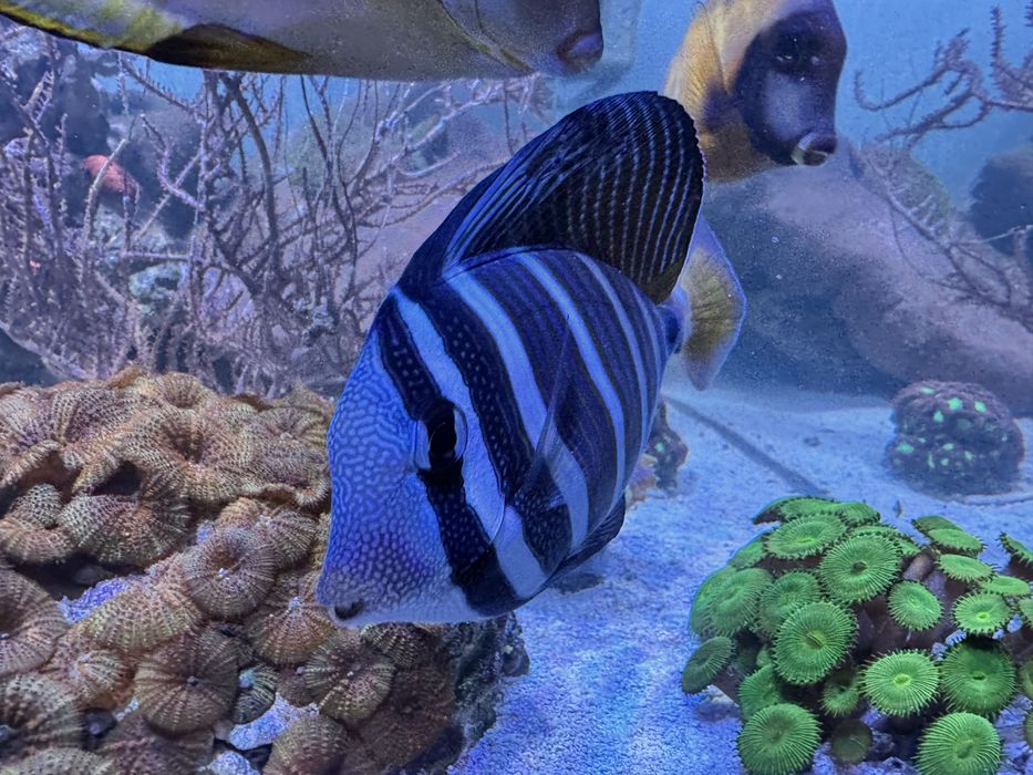 Peixe Zebrasoma veliferum