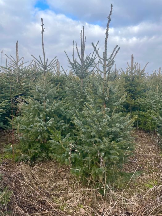 Świerk serbski sadzonki