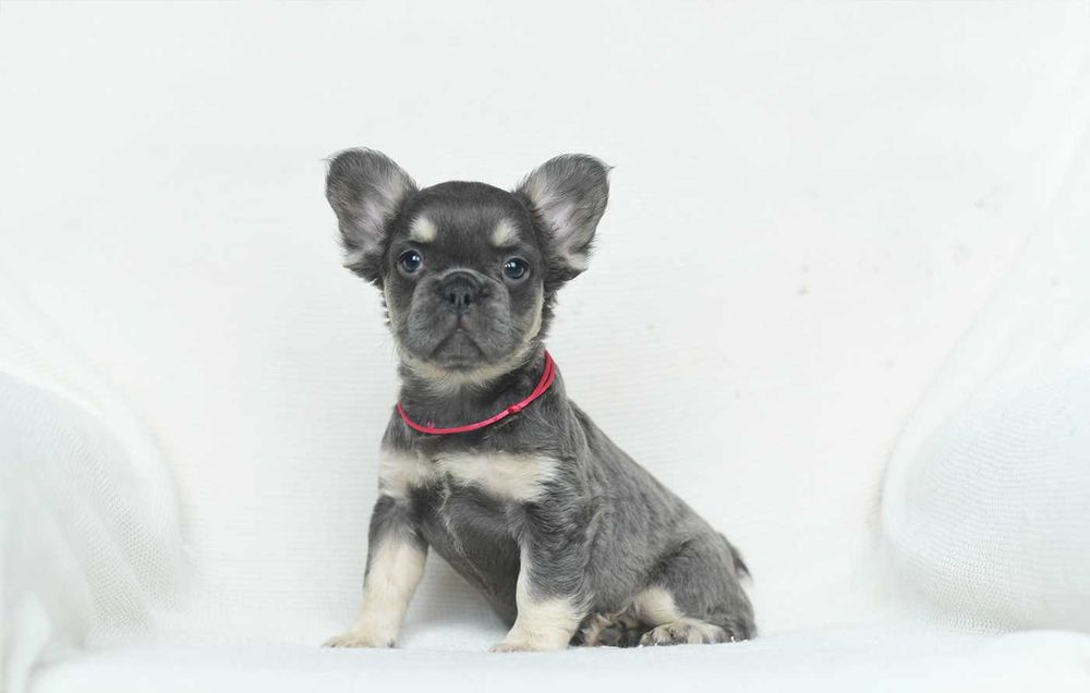 Buldog francuski -fluffy
