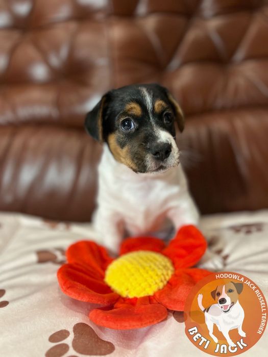Piękny piesek Jack Russell Terrier z hodowli „BETI JACK” - DIOS