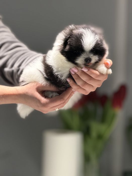 Ексклюзивна дівчинка пандочка