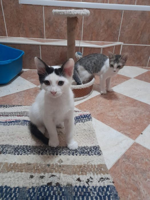 Gatinho disponível para adopção. Podem viajar para o estrangeiro.