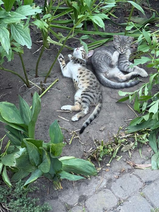 Віддаємо кошенят у хороші руки