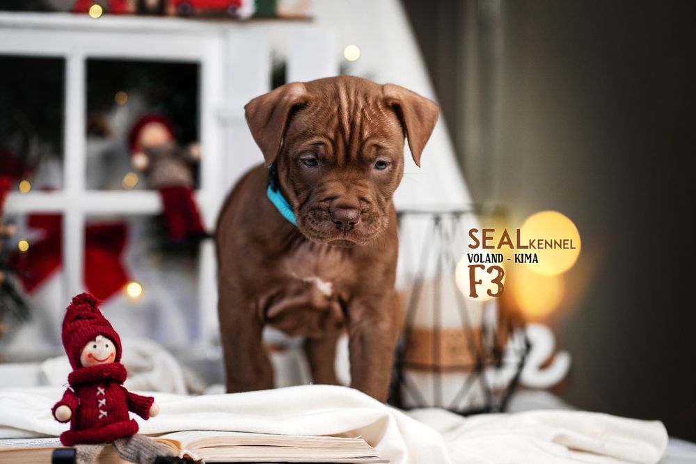 Щенки питбуля от самого титулованого кобеля в мире