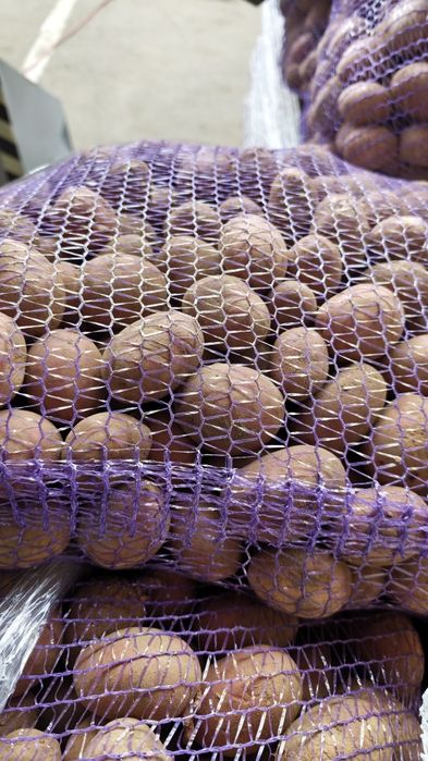 Ziemniaki wielkość sadzeniak