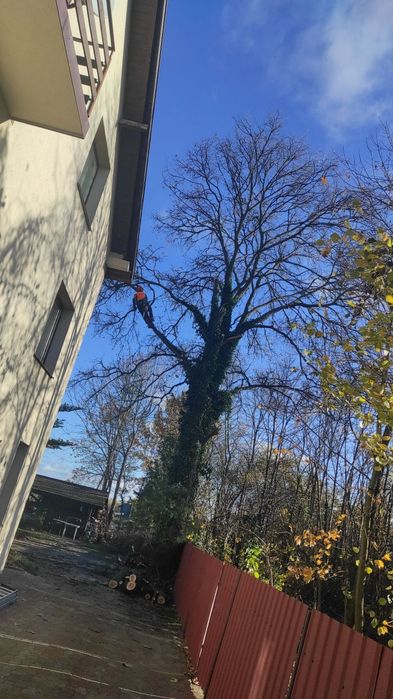 Wycinka Drzew Alpinistycznie,Profesjonalnie.