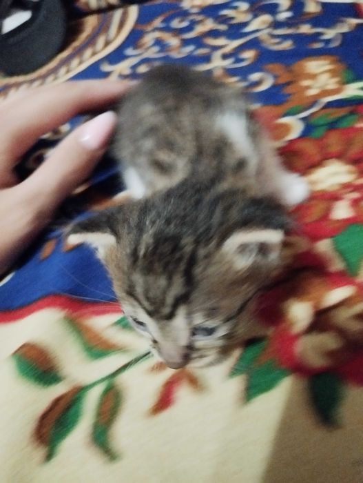 Віддам кошенят як тільки підростуть