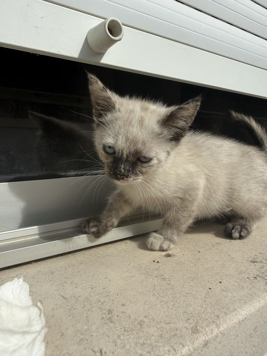 Gatinhas para Adoção