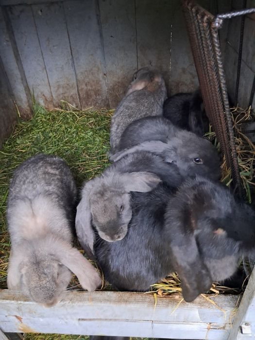 Kruliki młode i samice  roczne