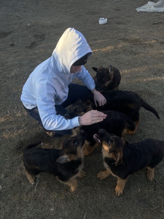 Szczeniaki Owczarek niemiecki ZkwP